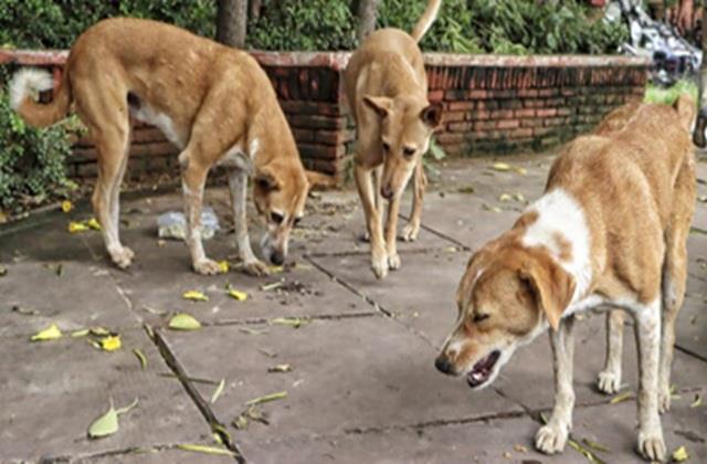 सुप्रीम कोर्ट ने दिया खतरनाक कुत्तों को 'मौत का इंजेक्शन' देने का आदेश