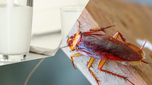 गाय के दूध से कई गुना ज्यादा प्रोटीन! इतना पावरफुल होता है Cockroach Milk