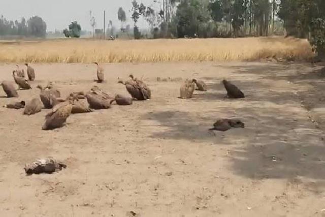 गाय बचाने के नाम पर फैला जहर का कहर, कुत्तों की मौत के बाद 25 गिद्धों की भी गई जान