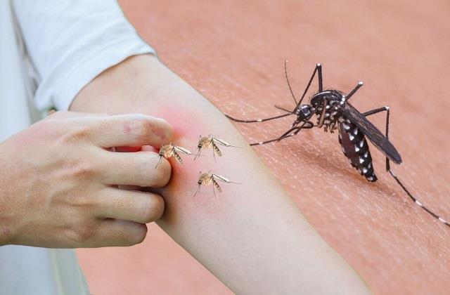 इन Blood Group वालों को सबसे ज्यादा काटते हैं मच्छर! जानिए क्या कहती है रिसर्च