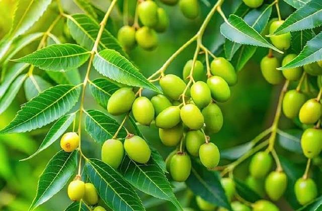 बालों से लेकर सेहत तक के लिए फायदेमंद हैं नीम के बीज, जानें इस्तेमाल कैसे करें