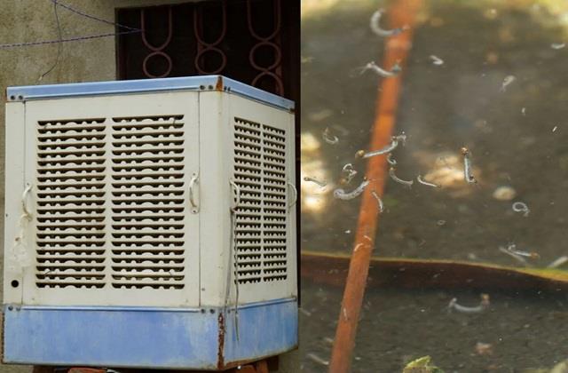 कूलर के पानी में पनप सकते हैं डेंगू के मच्छर! जानें मिनटों में सफाई करने का आसान तरीका