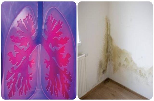 कहीं आपके Lungs को डैमेज तो नहीं कर रही बारिश? घर की दीवारों पर रखें खास नजर
