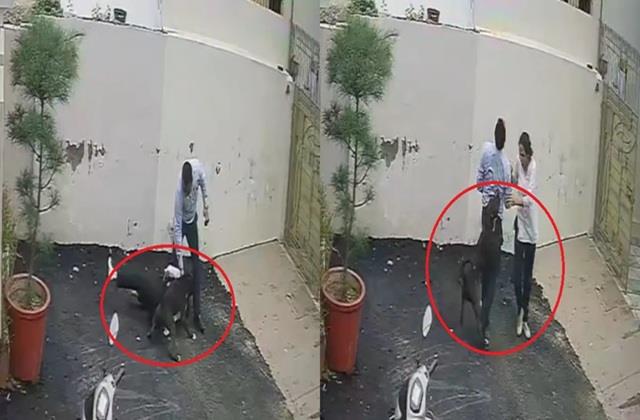 घर देखने पहुंचे Couple पर खूंखार Pitbull ने किया हमला, 3 मिनट में काटा 24 बार