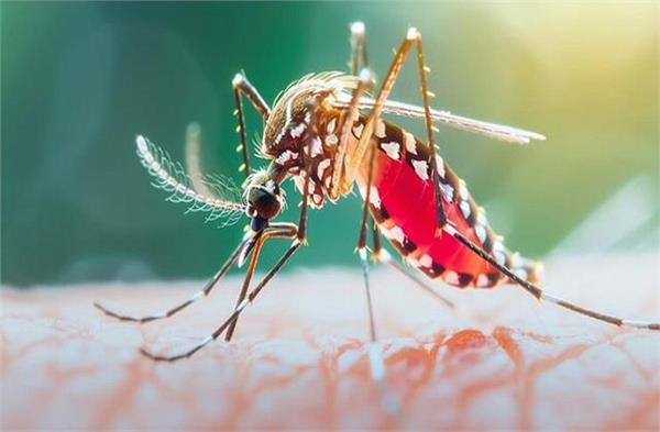 अफ्रीका में मच्छरों से फैल रहा Yellow Fever, हर साल हजारों मौतें! भारत में हो सकता खतरा