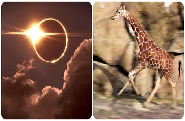 11 साल पहले  सूर्यग्रहण के समय दिखा था अजीबोगरीब नजारा, डर के मारे भागने लगे थे जानवर