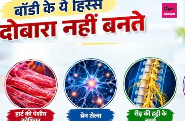 बॉडी के कौन-कौन से अंग एक बार डैमेज होने के बाद दोबारा ठीक नहीं होते?