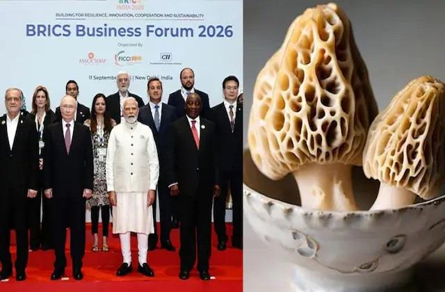 PM मोदी के BRICS डिनर में छाई हिमालयी गुच्छी, जानें क्यों इतनी महंगी है ये खास मशरूम