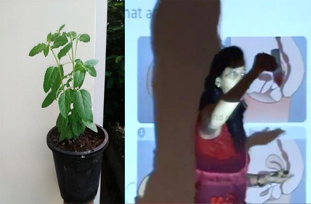 जहां Periods में तुलसी को छूना भी माना जाता है गलत, वहीं उसी से सींचा गया पौधा खिल उठा