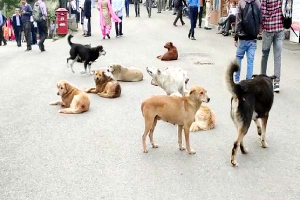 PunjabKesari, Street Dogs Image