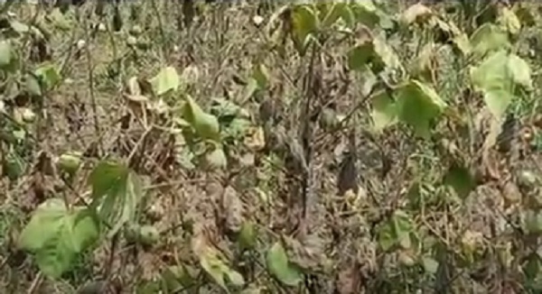 PunjabKesari, haryana