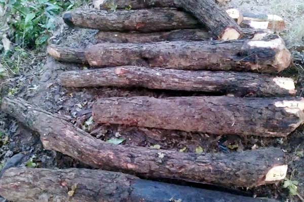 PunjabKesari, Tree Log Image