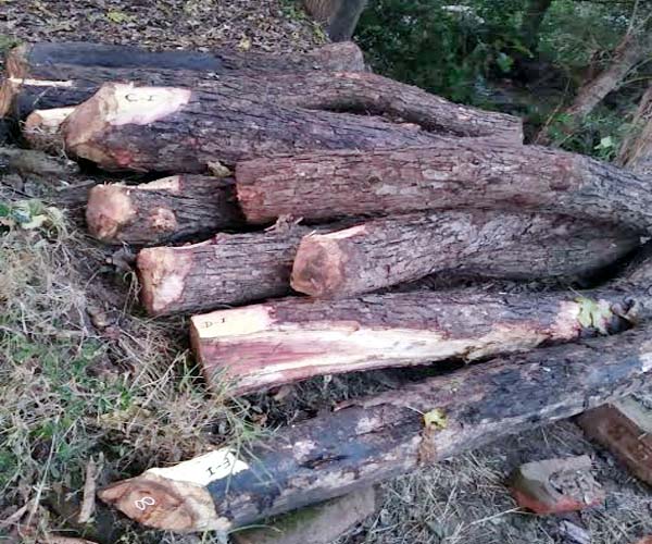 PunjabKesari, Tree Log Image